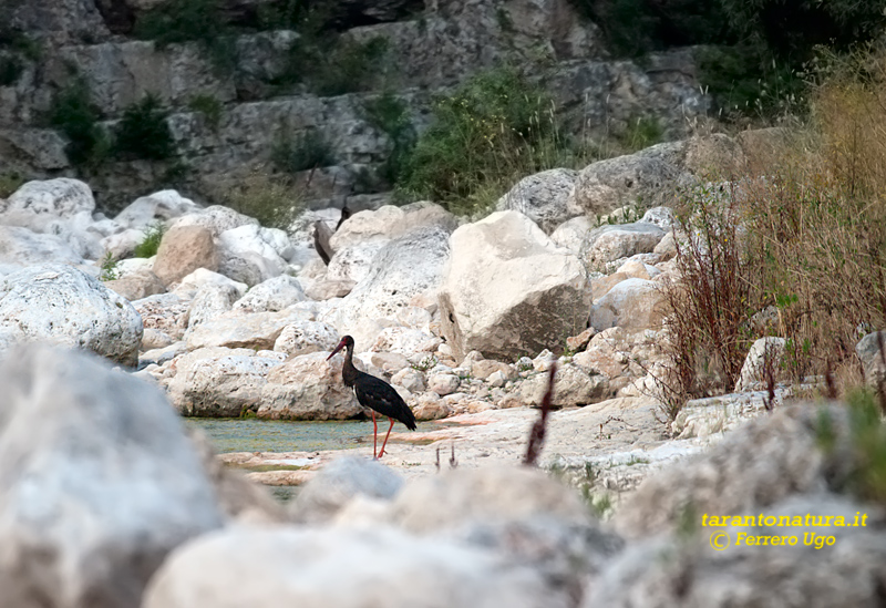 Cicogna nera in gravina